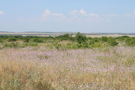 ������������ �����